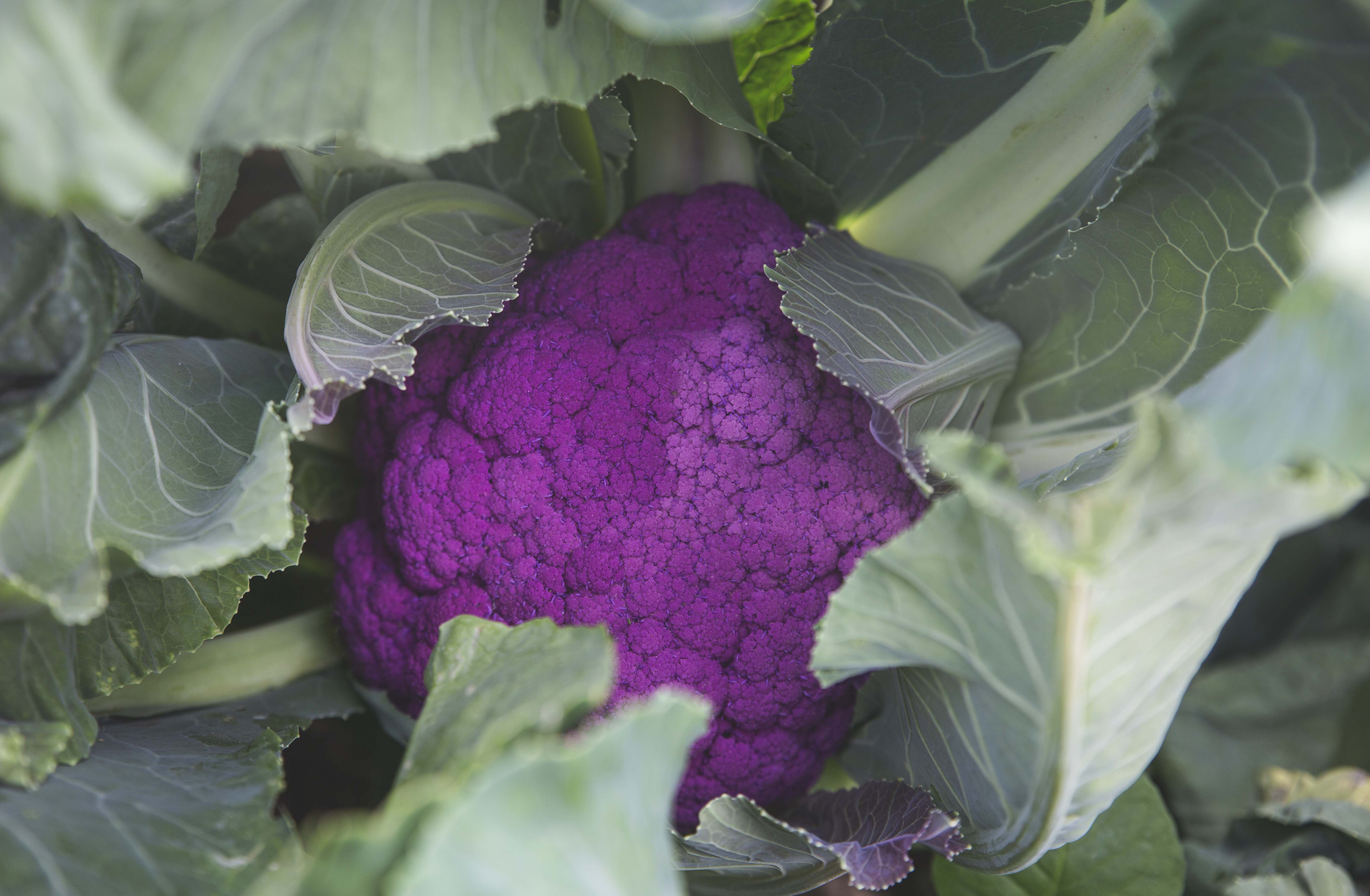 En lila blomkål i fält omslutande av skyddande blad