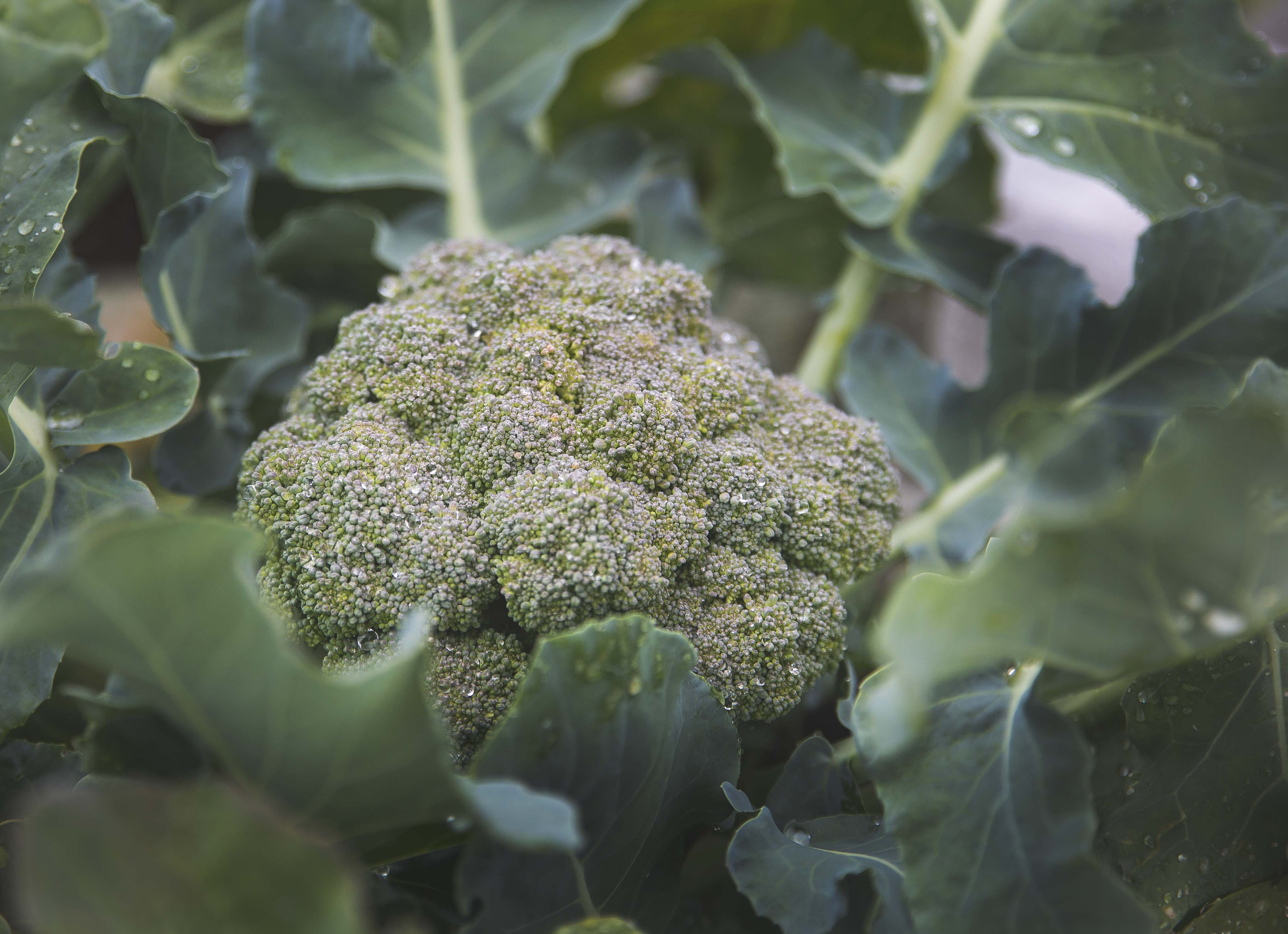 Broccoliplanta i fält