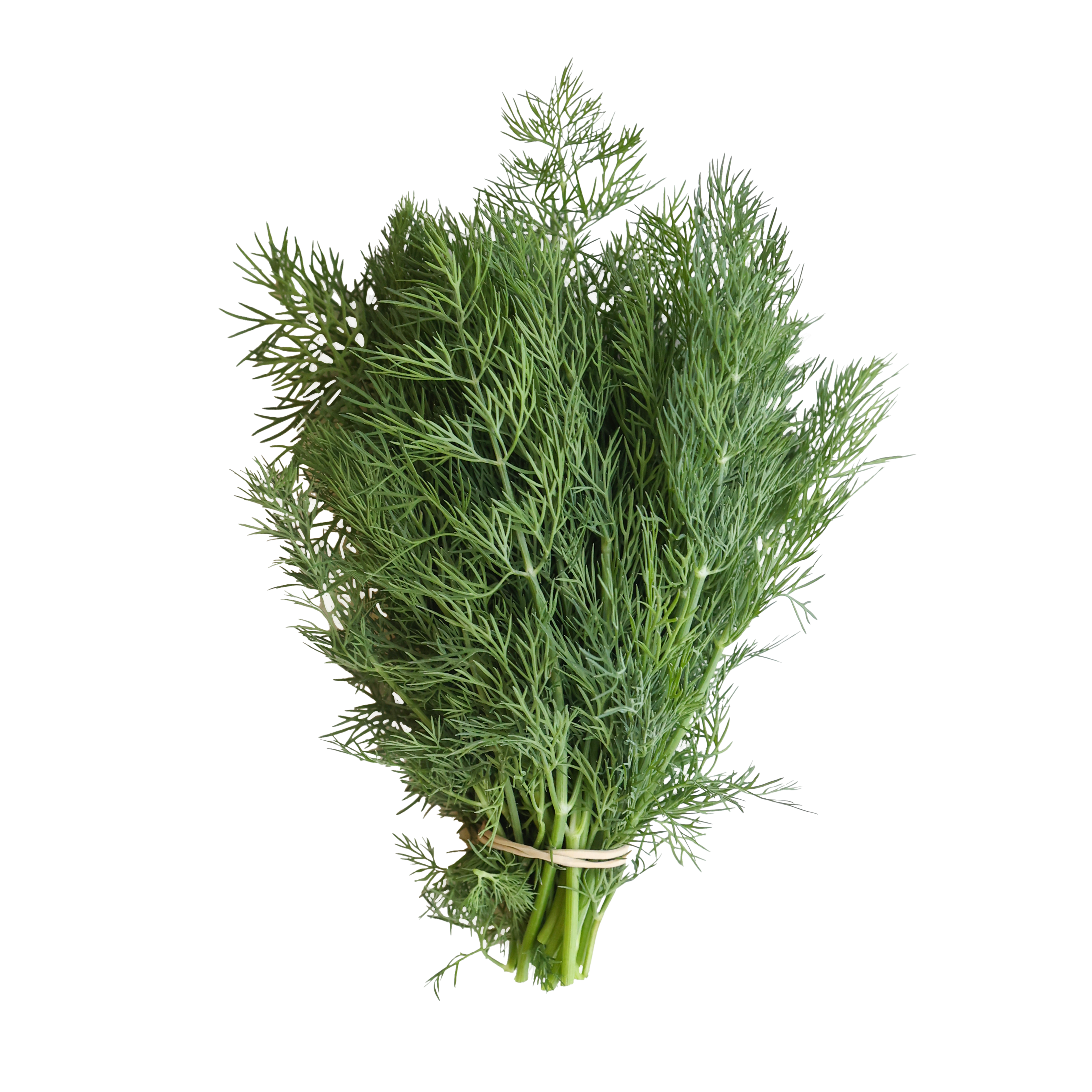 Dill frilagd bild