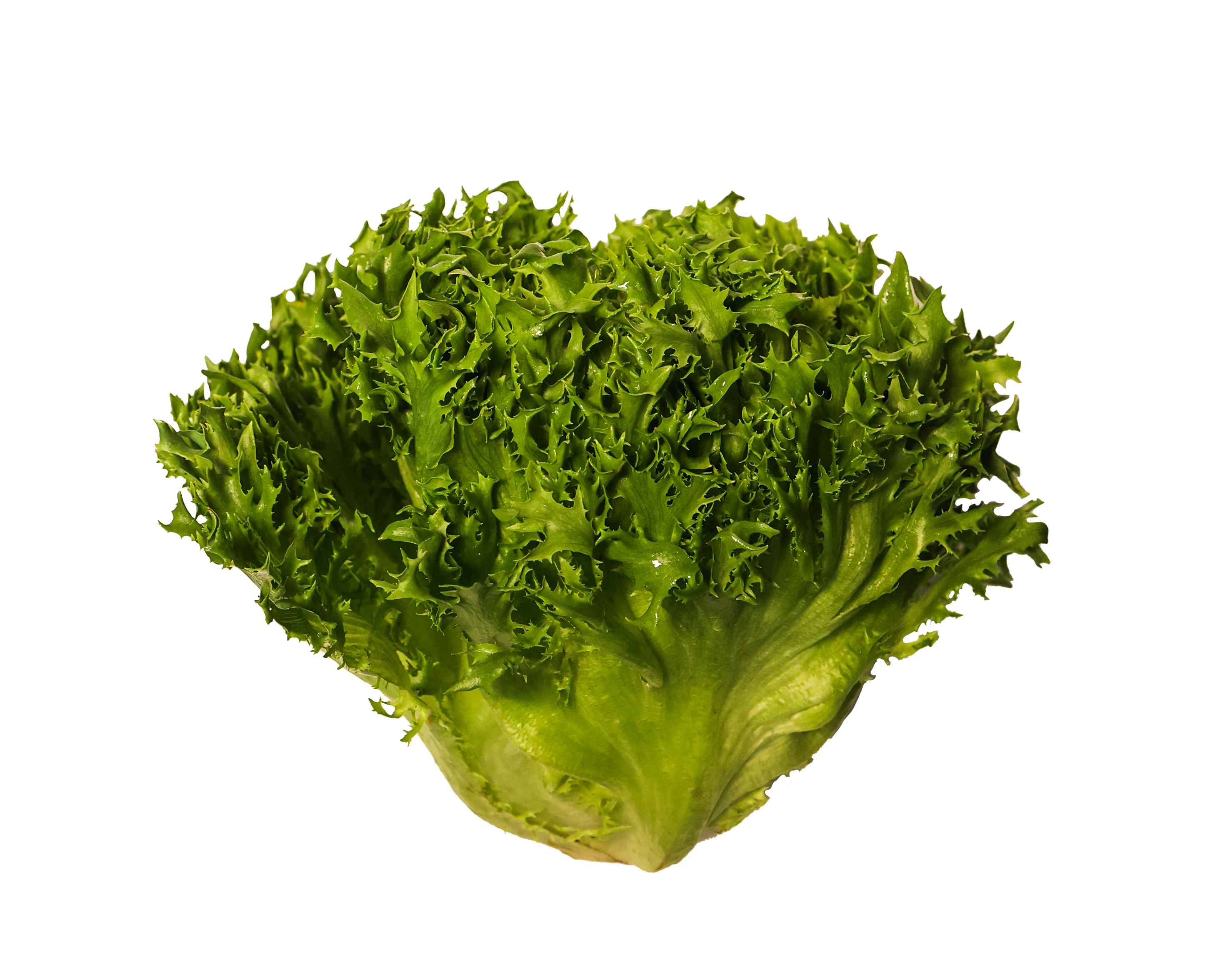 Frisésallat frilagd bild