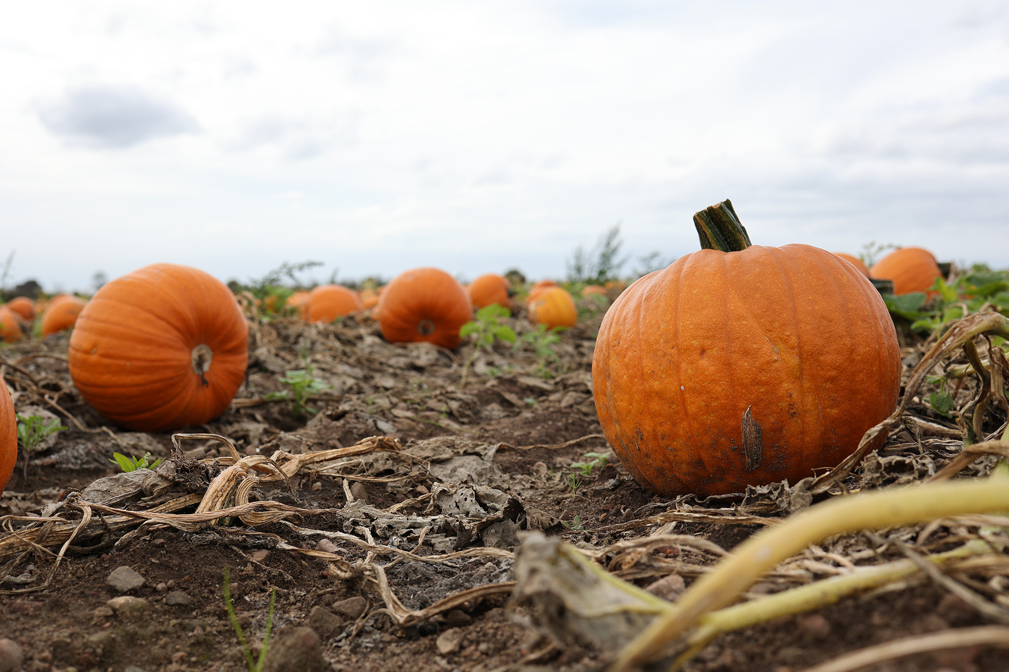 Halloweenpumpor i fält färdiga att skörda