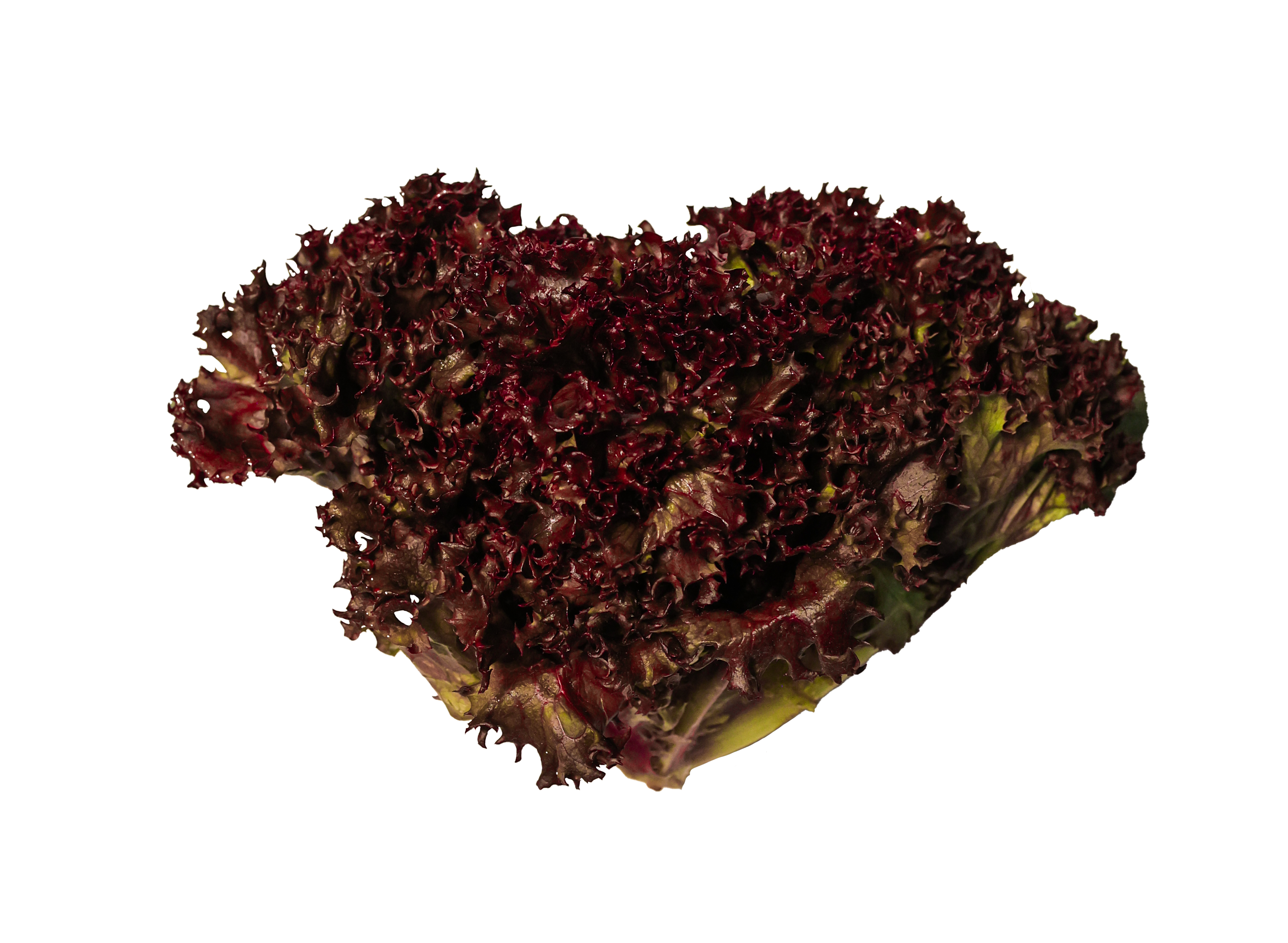 Lollo Rosso frilagd bild