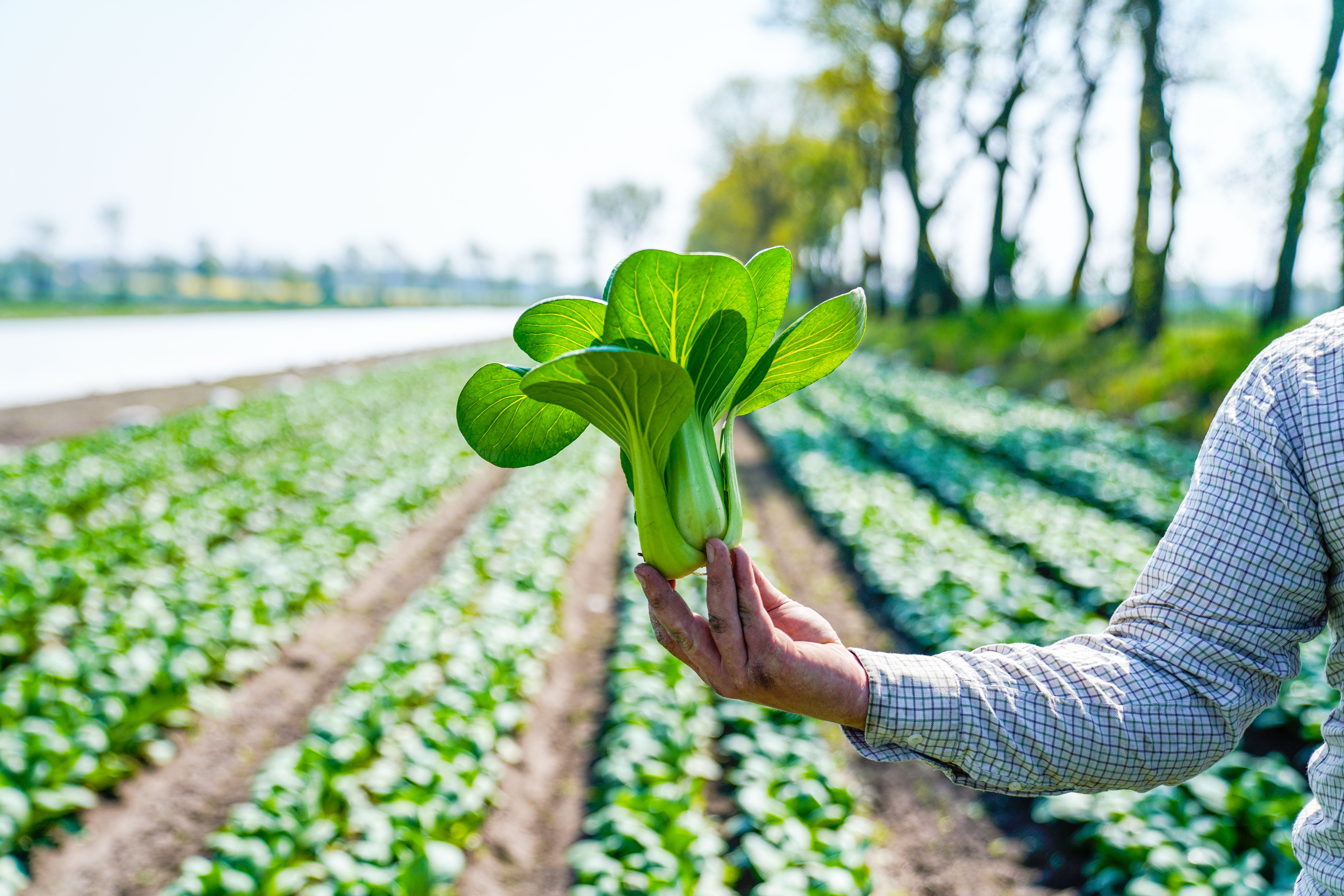 Nyskördad Pak Choi i handen på odlaren