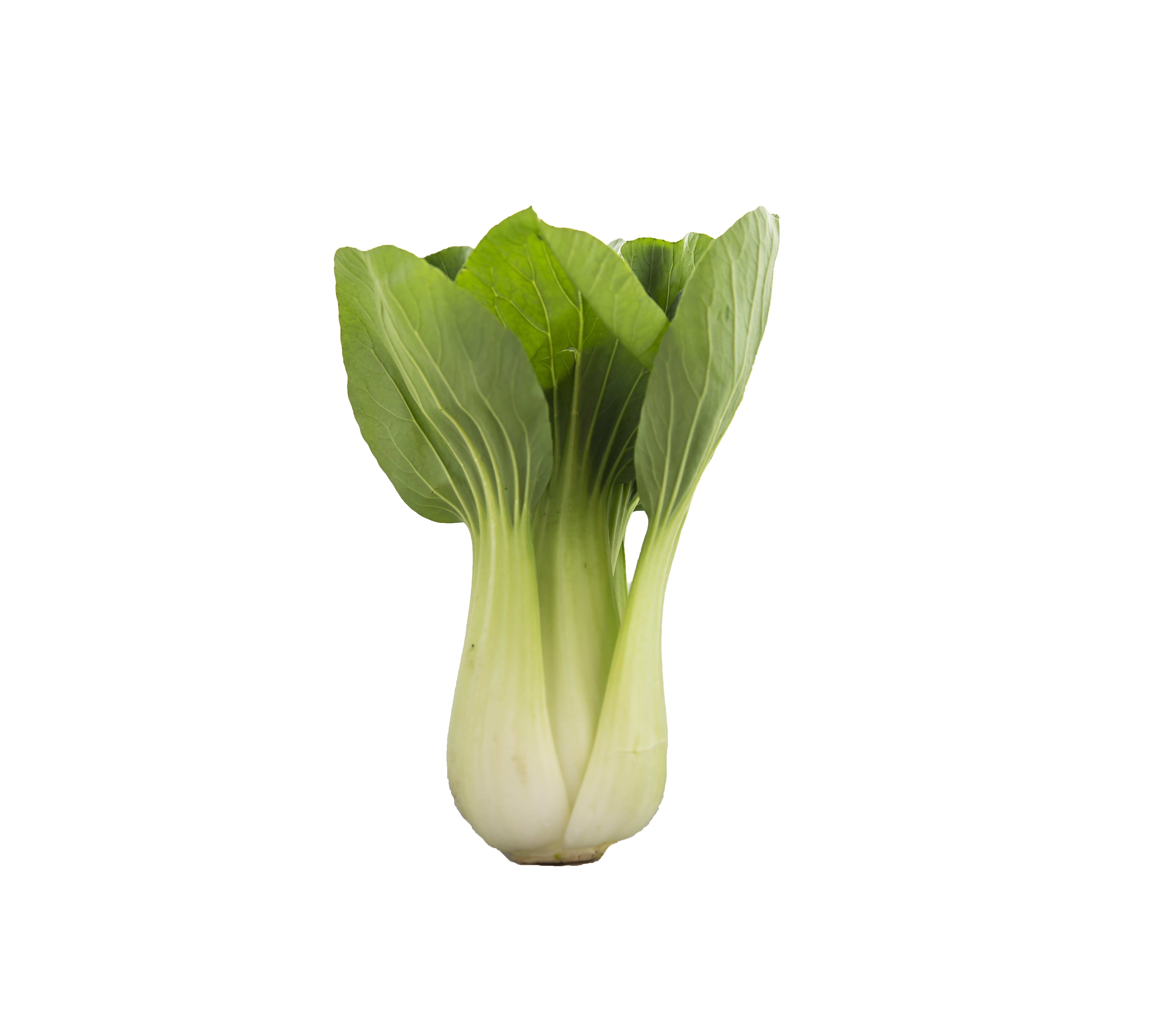 Pak Choi frilagd bild