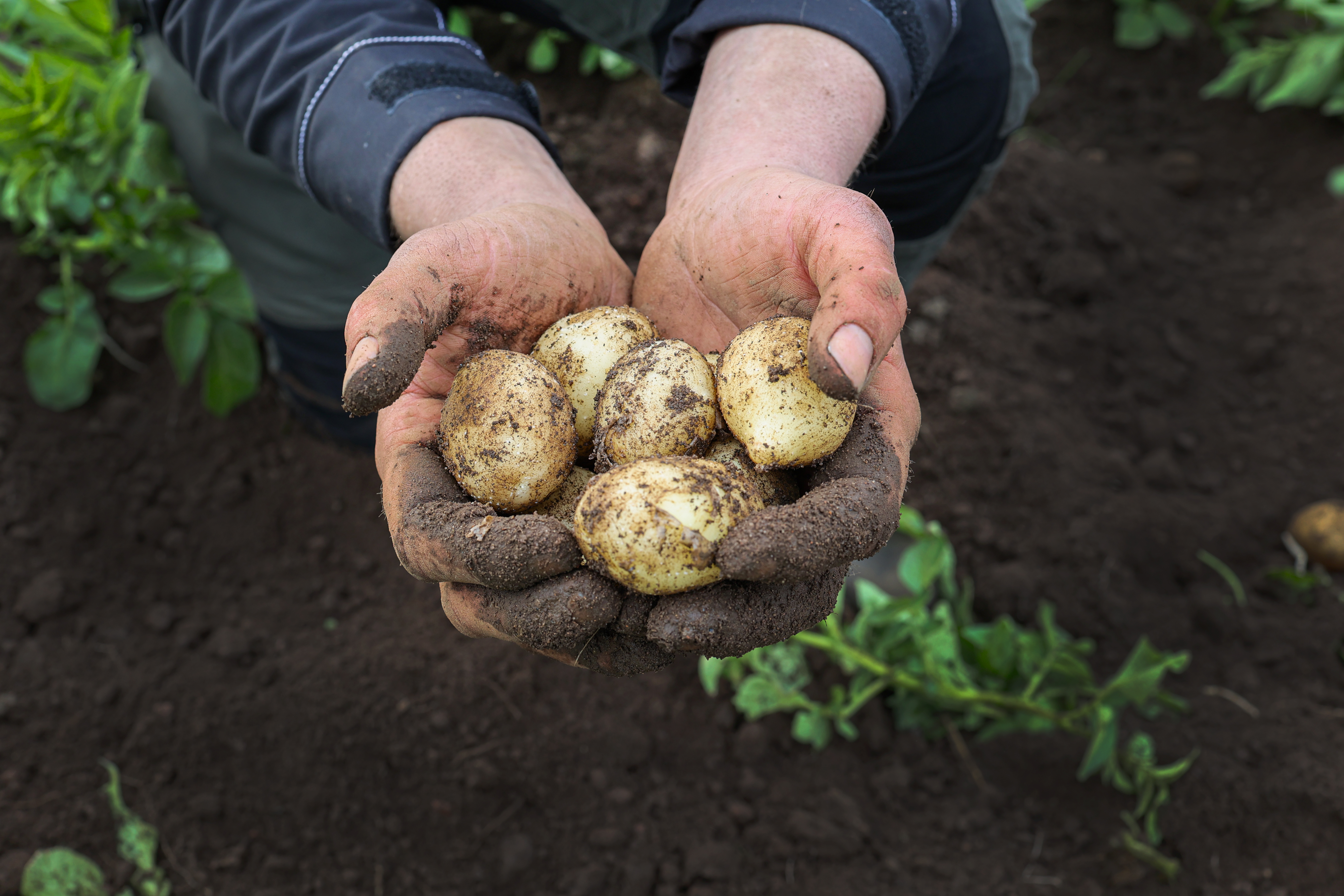 Nyskördad färskpotatis i odlarens hand