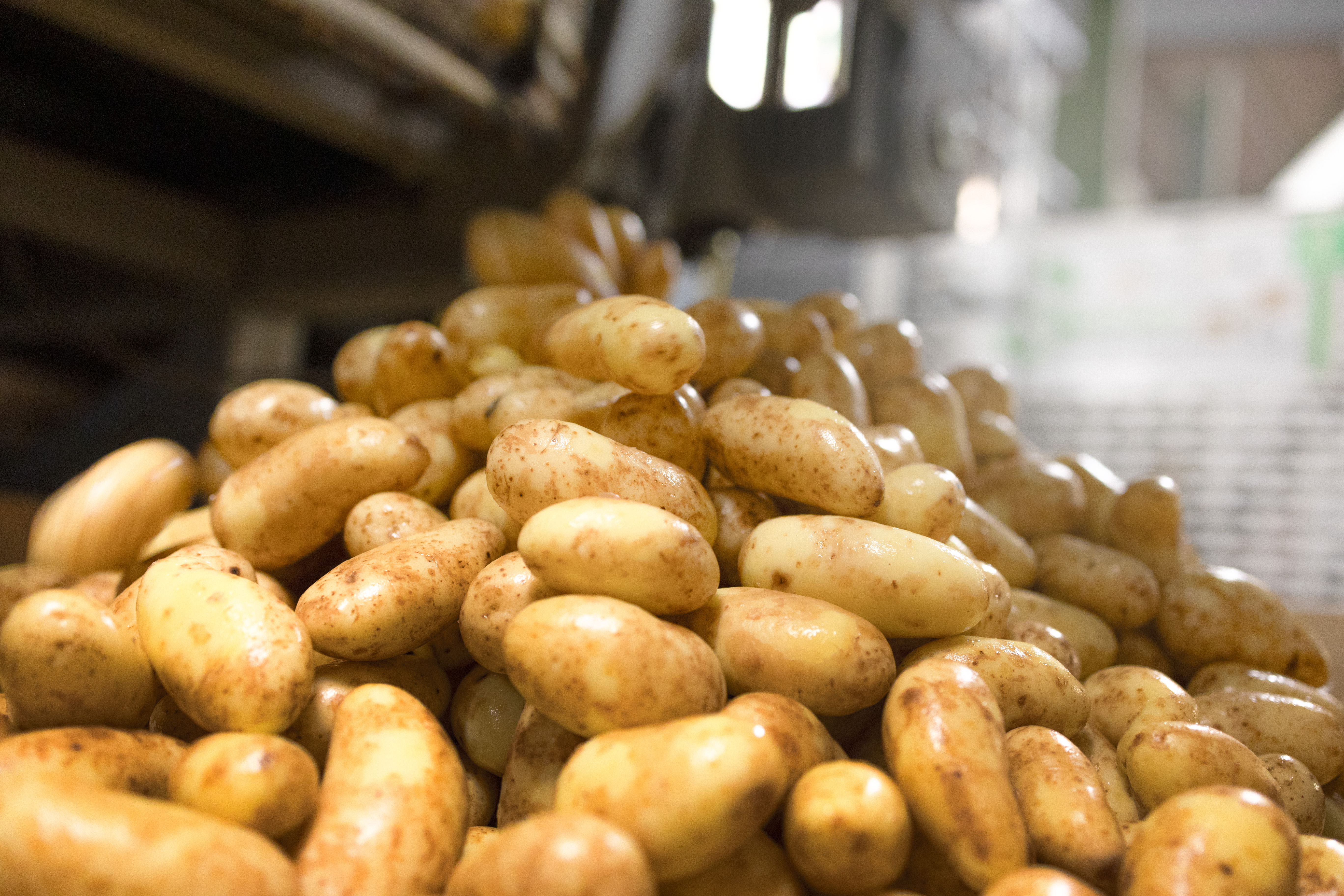 Nytvättad potatis