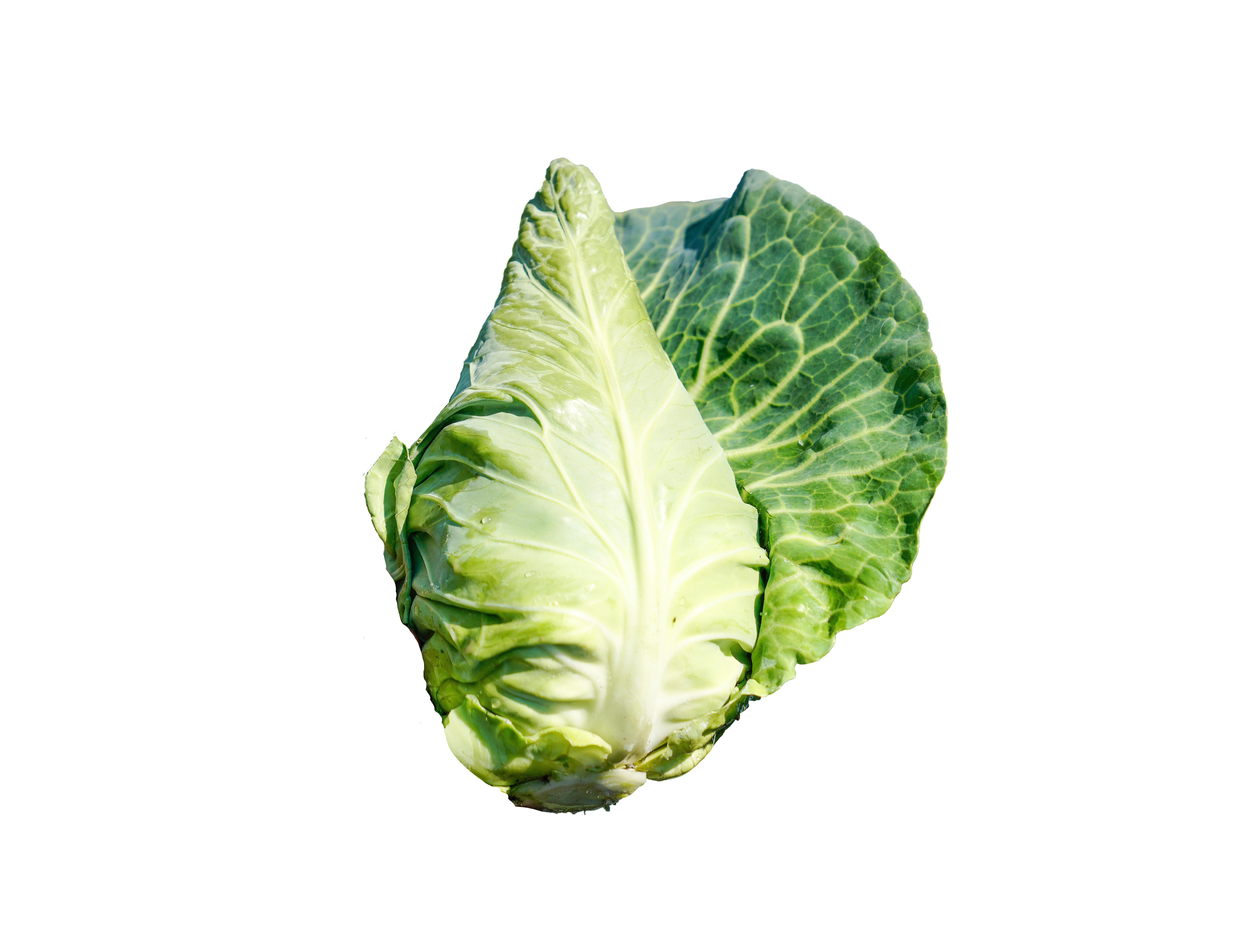 Spetskål frilagd bild