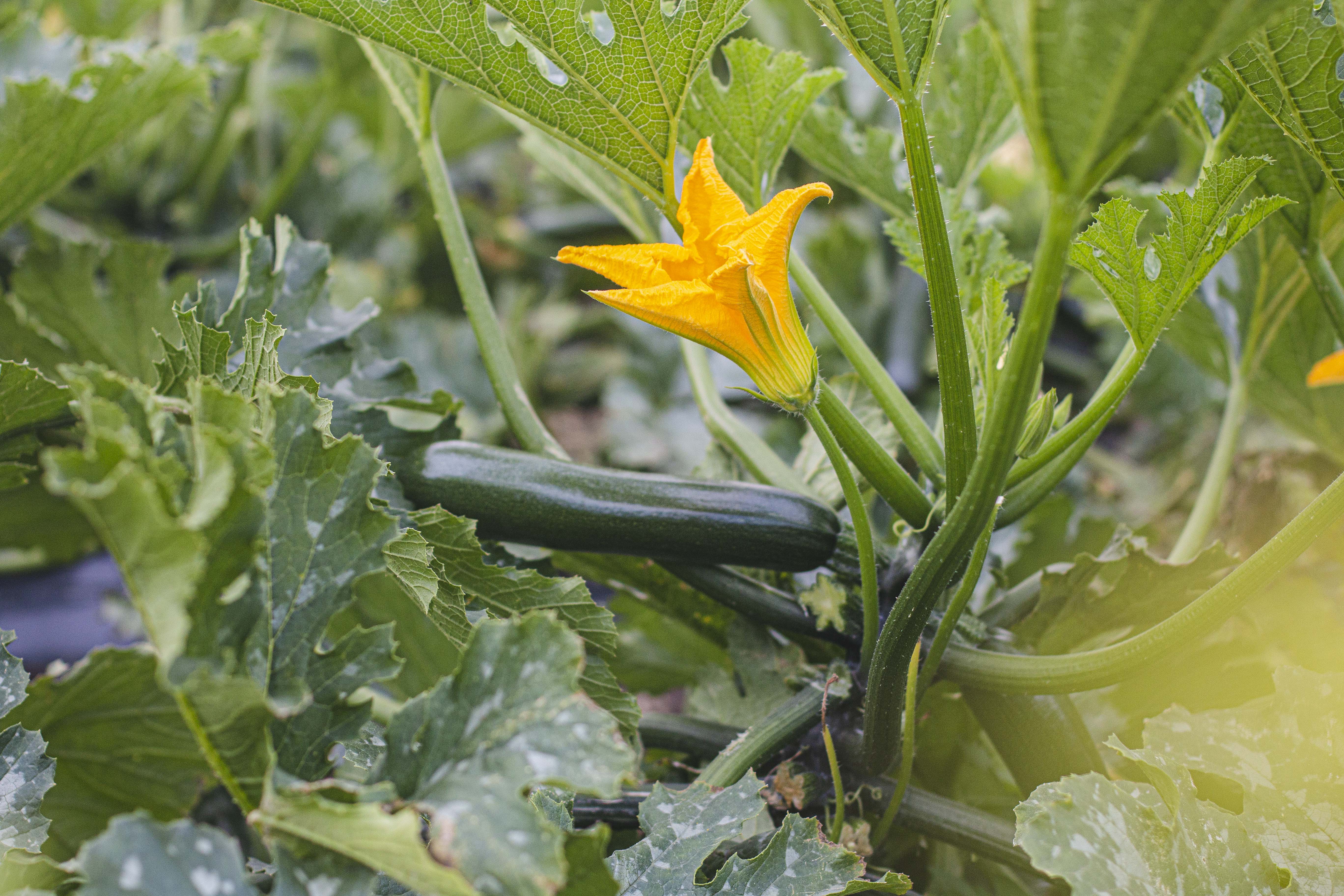 Zucchini i fält