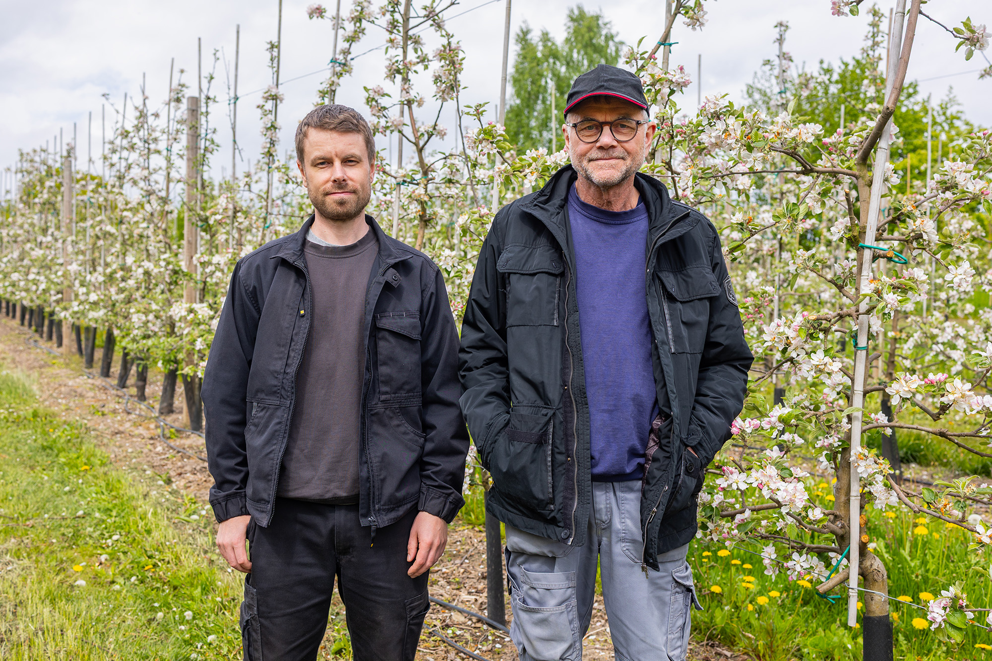 Odlarbild i äppelodling där fruktträden står i blom